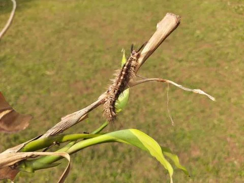 Orgyia leucostigma. Stock Photos