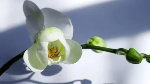 Orhidea Orchidaceae time lapse Stockbeeldmateriaal 59708325