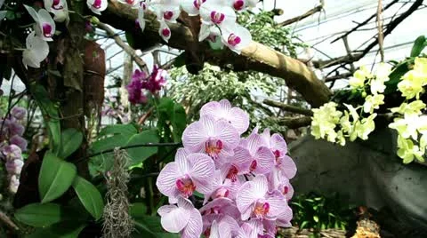 Orhids in forest Stock Footage 27853607