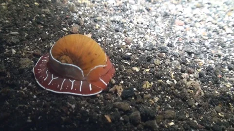 Orient moon snail (Naticarius orient) is mining into the sand 스톡 동영상 90474044