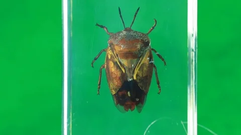Oriental bedbug - Green screen Stock Footage 129622596