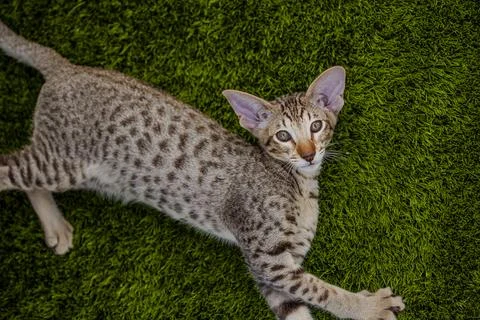 Oriental breed cat lying down on the grass looking at camera. Stock Photos