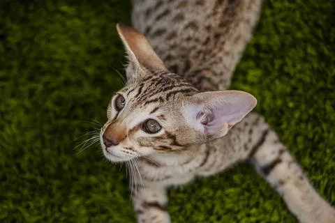 Oriental breed cat lying down on the grass looking aside. Stock Photos