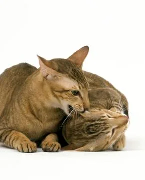 ORIENTAL BROWN TABBY Stock Photos