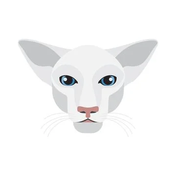 Oriental cat face, head of white kitten with blue eyes, large ears and muzzle of イラスト素材