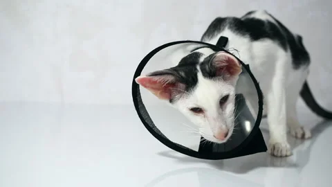 Oriental cat sitting on a white background in Vet  Elizabethan collar, cone Stock Footage 152353327