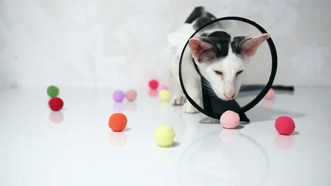 Oriental cat sitting on a white background in Vet  Elizabethan collar, cone Stock Footage 152353430