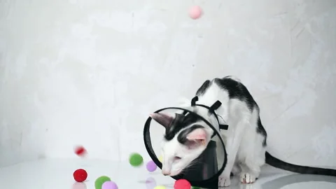 Oriental cat sitting on a white background in Vet  Elizabethan collar, cone Stock Footage 152353475