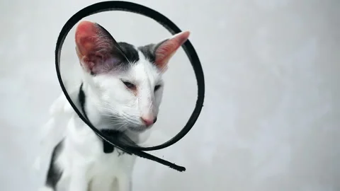 Oriental cat sitting on a white background in Vet  Elizabethan collar, cone Stock Footage 152353578