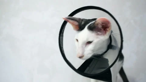 Oriental cat sitting on a white background in Vet  Elizabethan collar, cone Видео 152353603