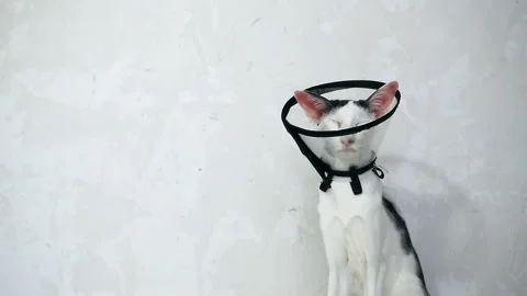Oriental cat sitting on a white background in Vet  Elizabethan collar, cone Stock Footage 152353638