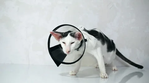 Oriental cat sitting on a white background in Vet  Elizabethan collar, cone Stock Footage 152353700