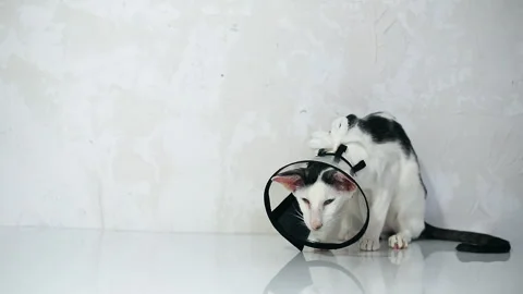 Oriental cat sitting on a white background in Vet  Elizabethan collar, cone Stock Footage 152353708