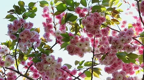 Oriental Cherry Blossom Stock Footage 62205925