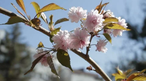 Oriental cherry flower on wind Stock-Footage 7740715