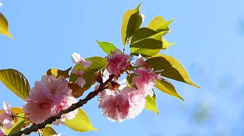 Oriental Cherry Flowers Stock Footage 62206090