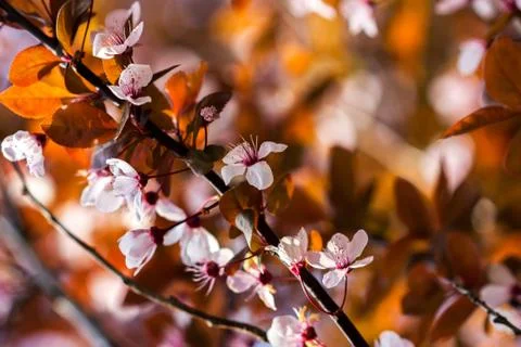 Oriental cherry Foto stock