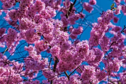 Oriental cherry Stock Photos