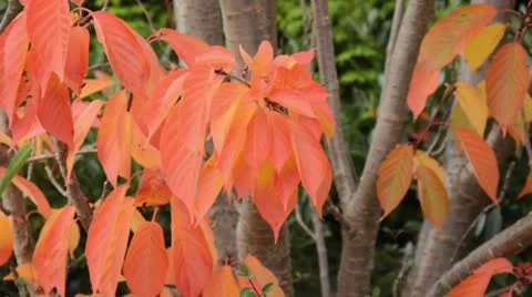 Oriental cherry (Prunus serrulata) Stock Footage 12980559