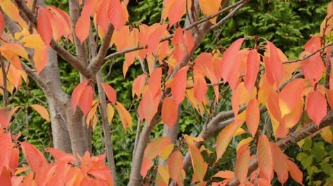 Oriental cherry (Prunus serrulata) Stock Footage 12981216