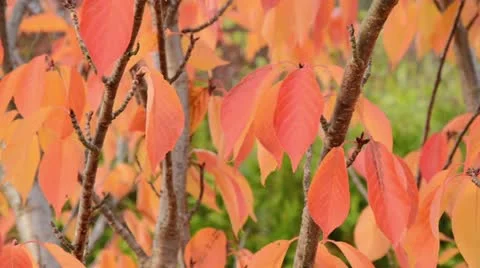 Oriental cherry (Prunus serrulata) Stock Footage 12982184
