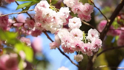 Oriental cherry is a species of cherry native to Japan Korea and China Stock Footage 71541969