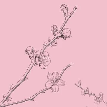 Oriental cherry vector illustration Stock Illustration