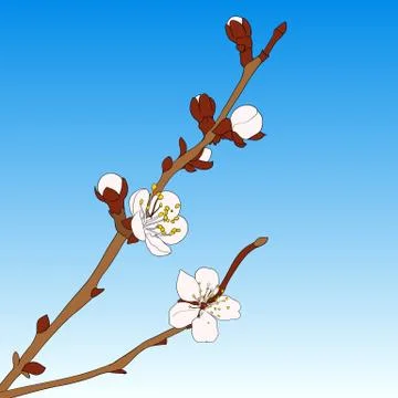 Oriental cherry vector illustration Stock Illustration