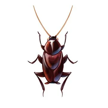 Oriental cockroach, macro of insects. Pest control Illustrazione stock