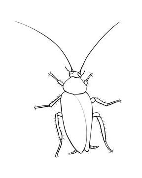 Oriental cockroach, macro of insects. Pest control. Vector outline illustrati Stock Illustration