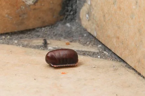Oriental cockroach ootheca egg capsule on floor 库存照片