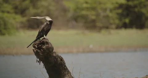 Oriental Darter Bird on a Log in Sri Lanka Stock-Footage 218333591