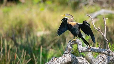 Oriental Darter drying itself with outstretched wings, perched on a fallen tr Stock Photos