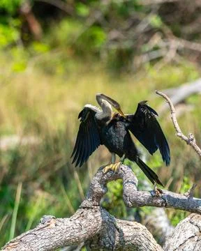 Oriental Darter drying itself with outstretched wings, perched on a fallen tr Foto stock