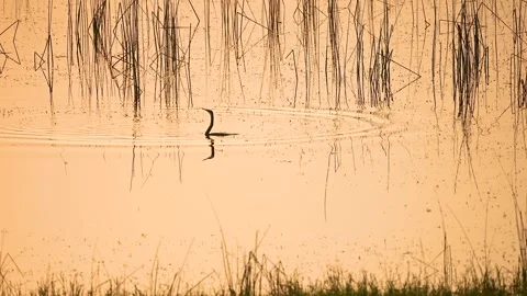Oriental Darter Drying Wings on Concrete Post at Gujarat India 03 Stock Footage 337226530