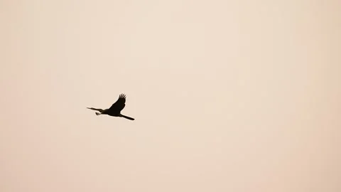 Oriental Darter Drying Wings on Concrete Post at Gujarat India 04 Stock Footage 337226532
