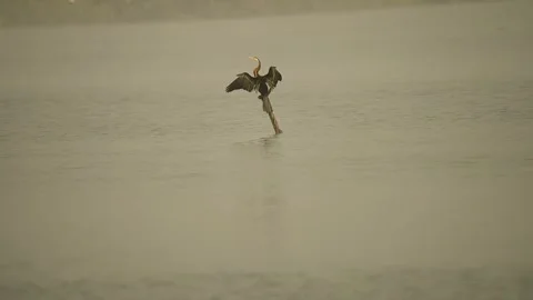 Oriental Darter Drying Wings on Concrete Post at Gujarat India 06 Stock Footage 337226545