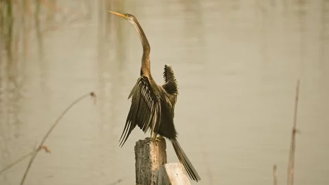 Oriental Darter Drying Wings on Concrete Post at Gujarat India 05 Stock Footage 337226548
