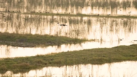 Oriental Darter Drying Wings on Concrete Post at Gujarat India 02 Stock Footage 337226563