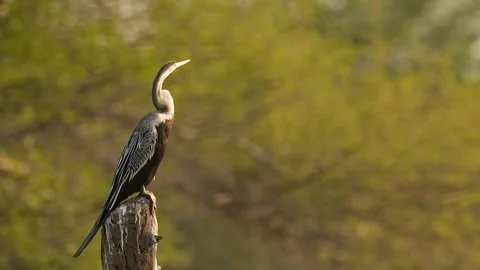 Oriental Darter Drying Wings on Concrete Post at Gujarat India 01 Stock Footage 337226571