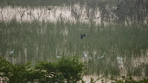 Oriental Darter Drying Wings on Concrete Post at Gujarat India 08 Stock Footage 339885147