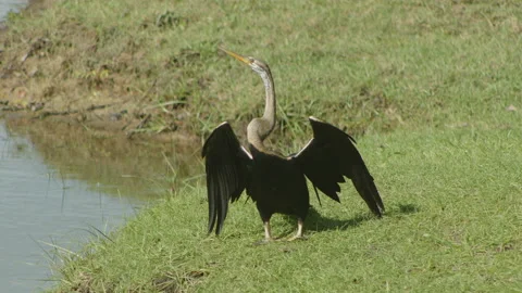 Oriental darter fly away Stock Footage 234209181