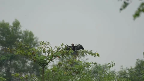 Oriental Darter Stock Footage 227073788