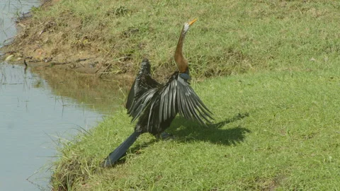 Oriental darter Stock Footage 234210090