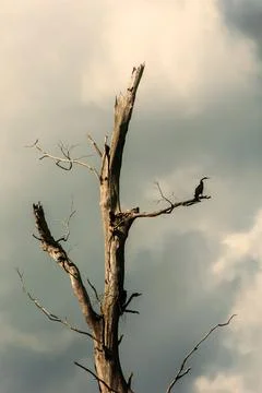 Oriental darter is perching on the dead tree. Stock Photos