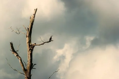 Oriental darter is perching on the dead tree. Stock Photos
