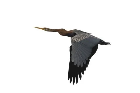 Oriental Darter Stock Photos