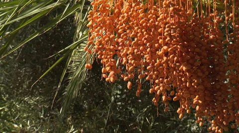 Oriental dates tree Stock Footage 58008844