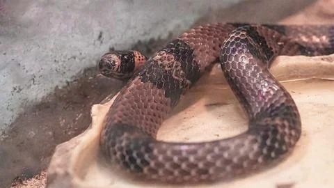 Oriental Dinodon, Lycodon orientalis, a species of snake of the algae famil.. Stock Photos