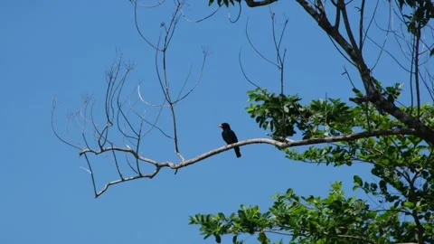 Oriental Dollarbird (Eurystomus orientalis) Perch Takeoff and Return, Palawan Vídeos de archivo 335389571